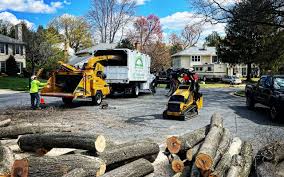 Best Tree Risk Assessment  in Bemidji, MN