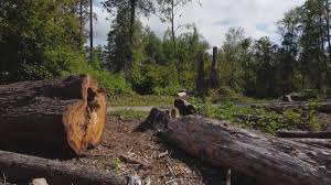 Best Storm Damage Tree Cleanup  in Bemidji, MN