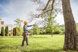 How Our Tree Care Process Works  in  Bemidji, MN