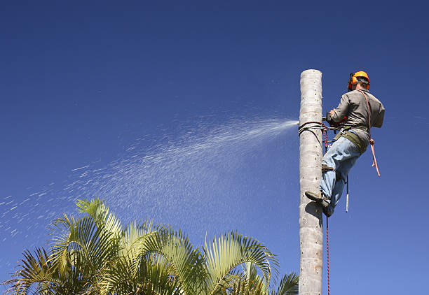 Lawn Pest Prevention in Bemidji, MN