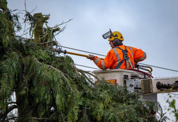 Best Tree Removal  in Bemidji, MN