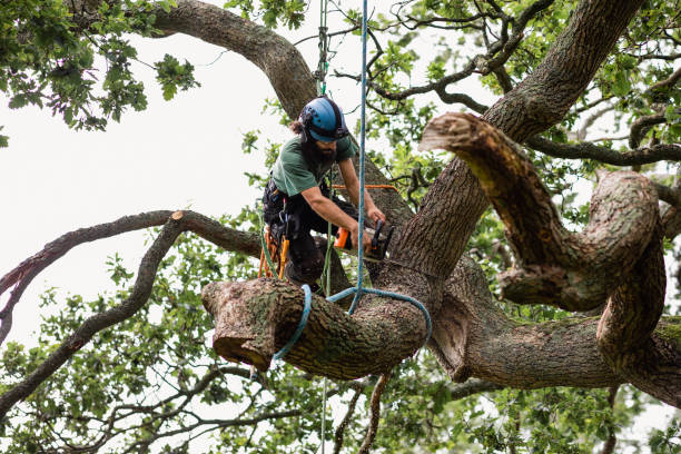 Professional Tree Services in Bemidji, MN