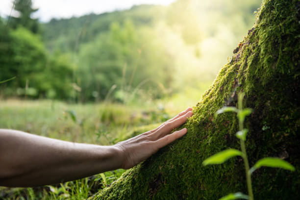 Best Root Management and Removal  in Bemidji, MN