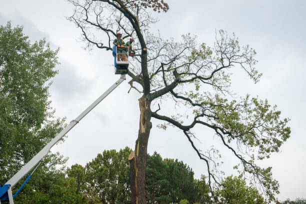 Best Emergency Tree Removal  in Bemidji, MN