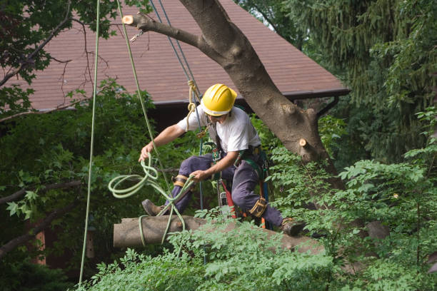 Best Tree Mulching  in Bemidji, MN