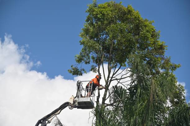 Best Tree Disease Treatment  in Bemidji, MN