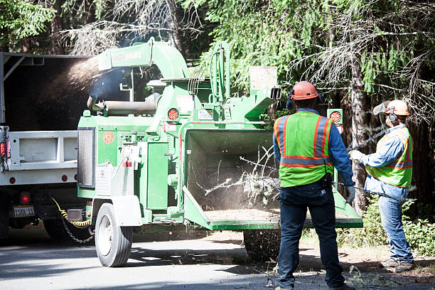 Best Tree Mulching  in Bemidji, MN