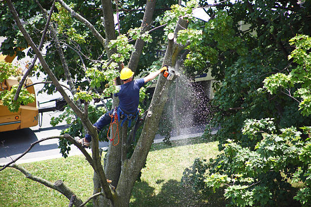 Best Tree Health Inspection  in Bemidji, MN