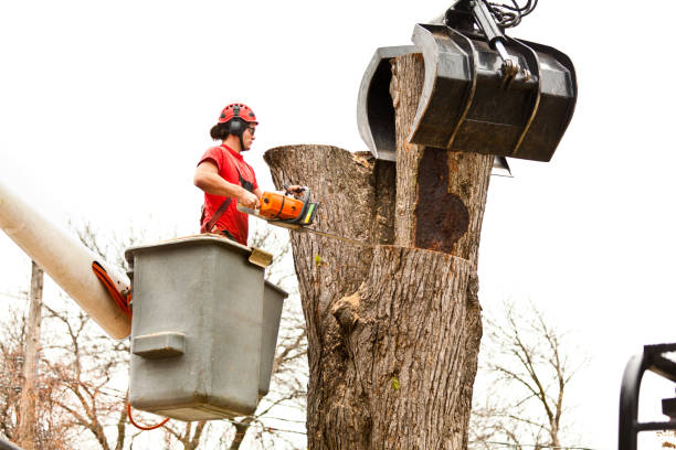 Best Tree Preservation Services  in Bemidji, MN